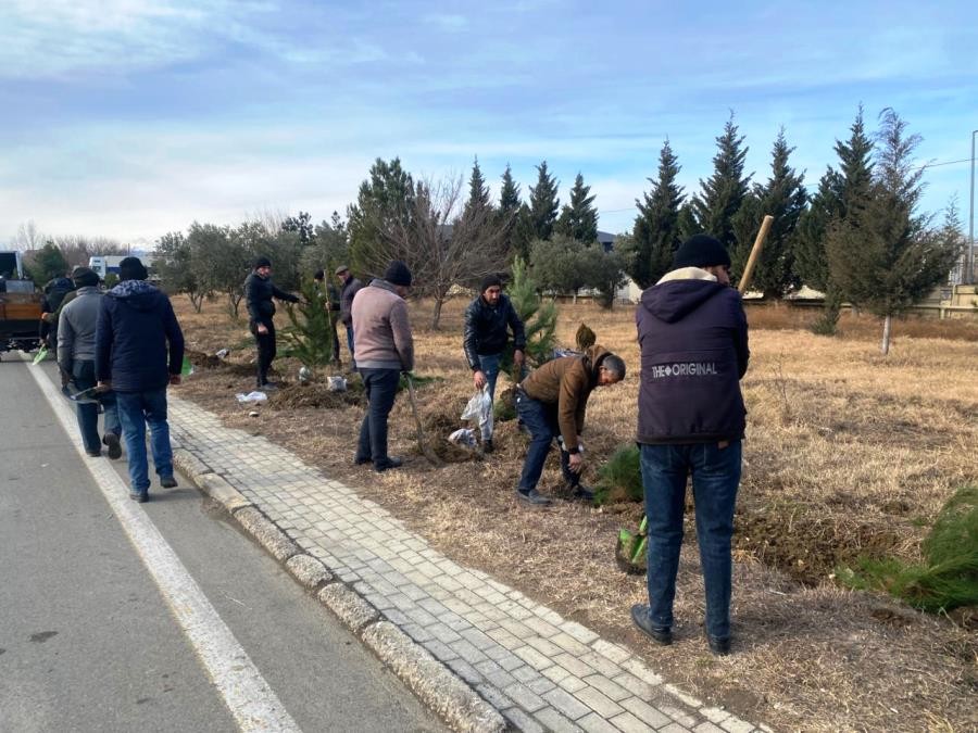 Goranboyda ağacəkmə aksiyası keçirildi - FOTOLAR
